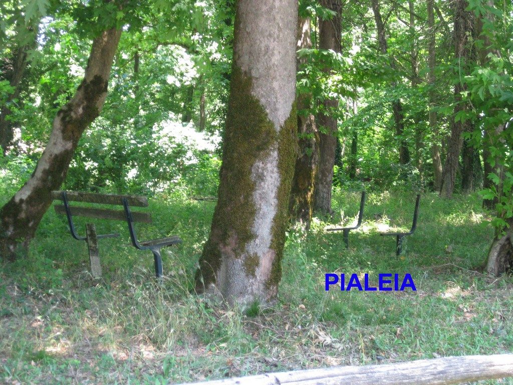 Pialeia (1) copy