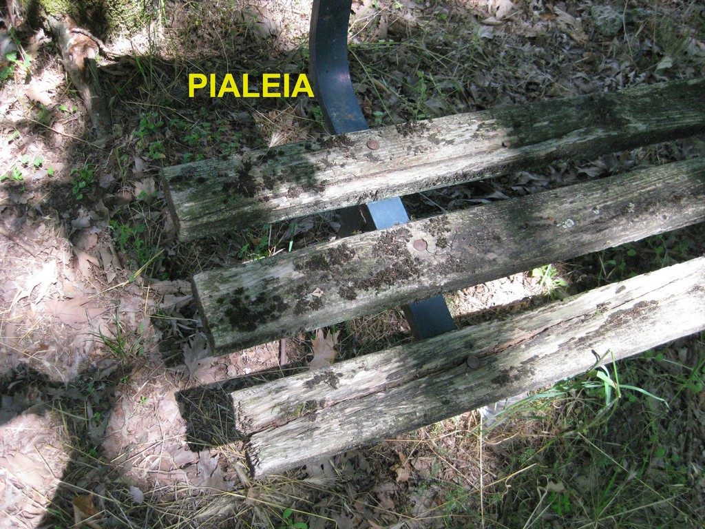 Pialeia (2) copy