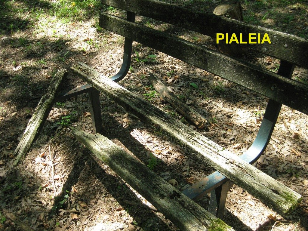 Pialeia (3) copy