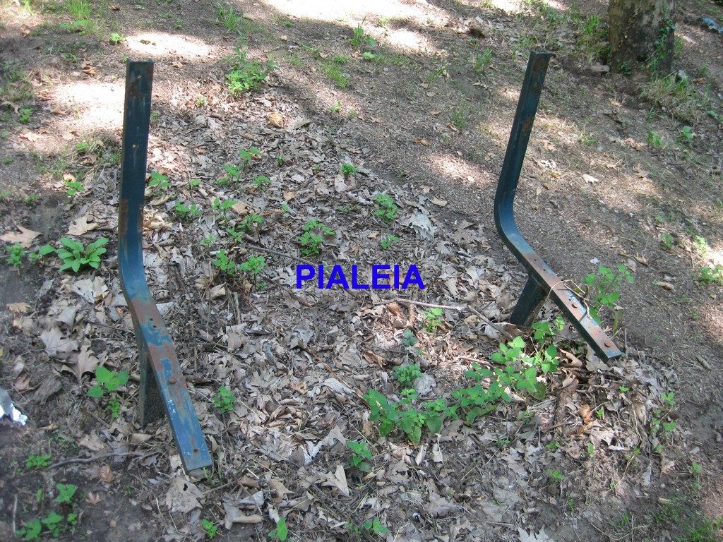 Pialeia (4) copy