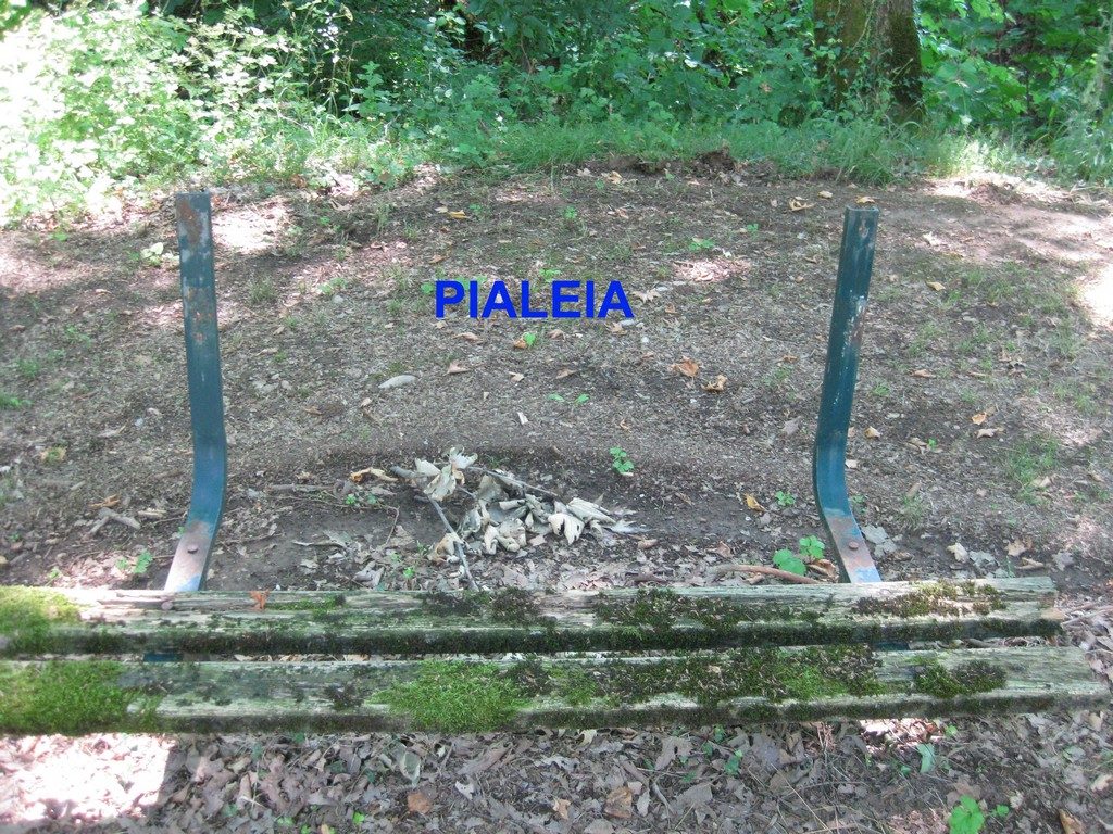 Pialeia (5) copy