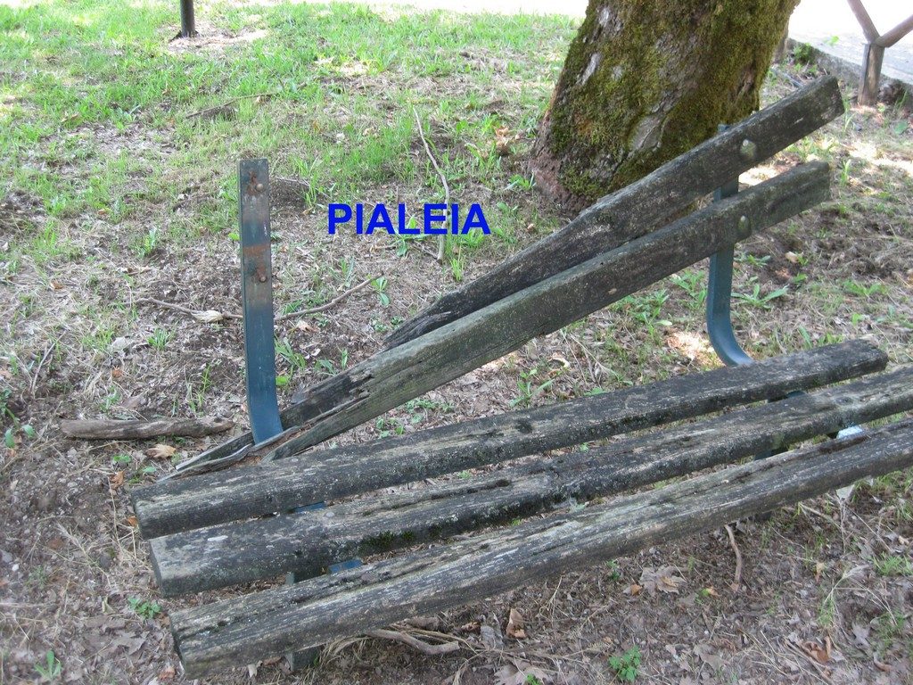 Pialeia (6) copy