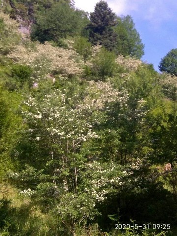 oreivatikos Pialeia (2)