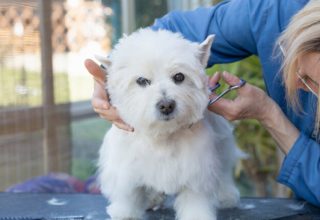 General view of grooming of West Highland White Terrier