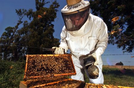 **TO GO WITH STORY TITLED ARGENTINA EXPORTING HONEY** Pablo Ferrari, 28, checks bees in a hive at a honey farm in Capitan Sarmiento, some 120 kilometers (75 miles) from the Buenos Aires, Argentina, on Oct. 30, 2003. Argentina is the world's leading exporter of honey . (AP Photo/Natacha Pisarenko)
