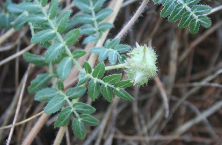 tribulus-terrestris-herbs