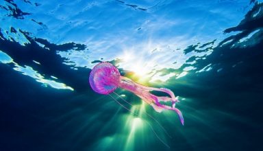 sea-Medusa-jellyfish