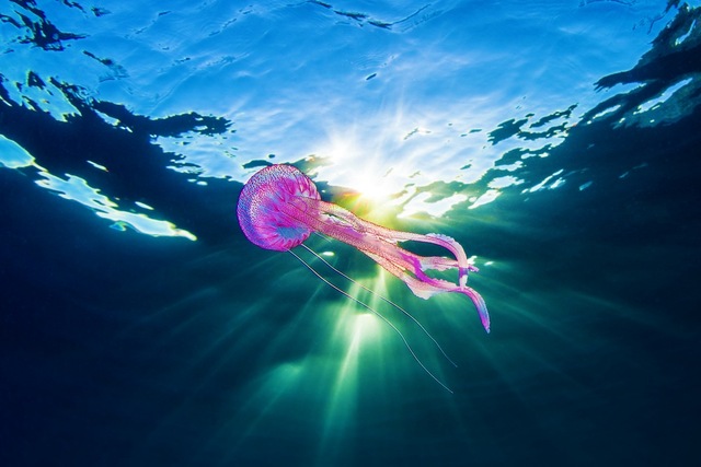 sea-Medusa-jellyfish