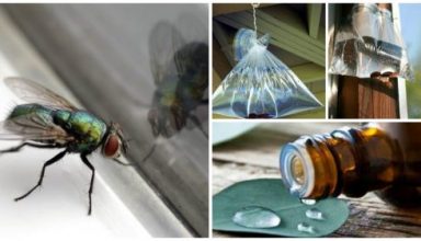 1-fly-treatment
