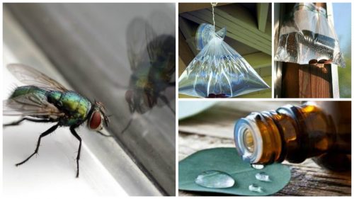 1-fly-treatment