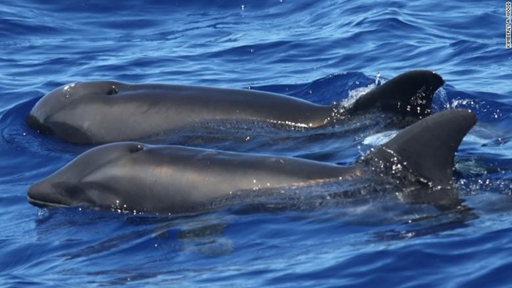 delfini_v_310718