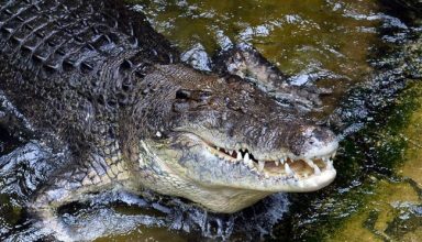 croc