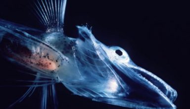 antarktiki
