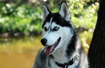 Siberian-Husky-Dog-Wallpaper-_06-340x250_t