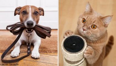 featured1pet-576x329