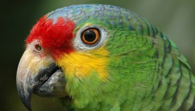 parot-brazi