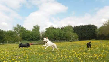 dogs_labrador_twitter_30_4_2019-768x577