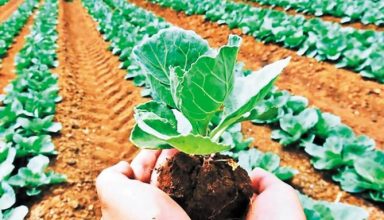 organic-farming-696x383