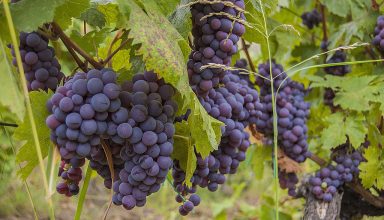 wine-grapes