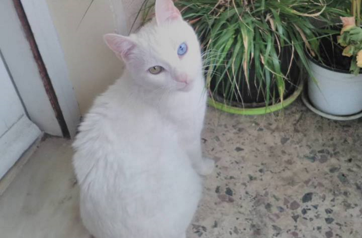 white_cat