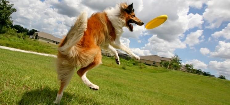 Dog-Playing-with-Frisbee-e1453302863508