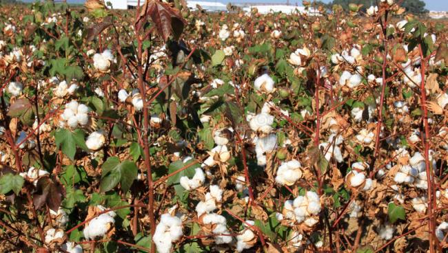 cotton-plantation