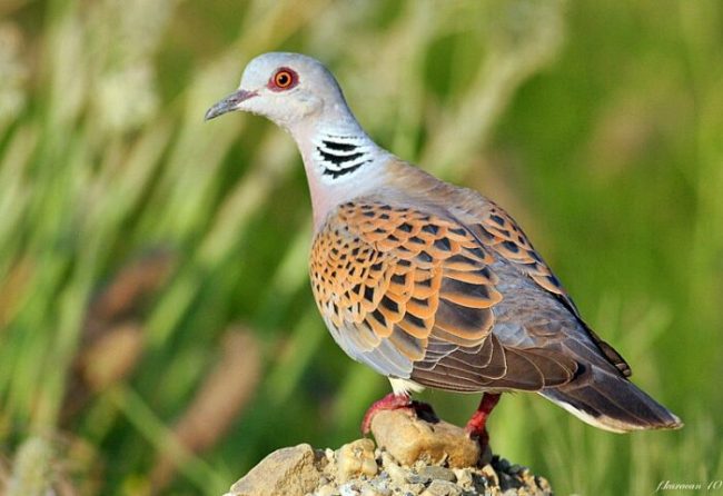 streptopelia_turtur-e1597252501145