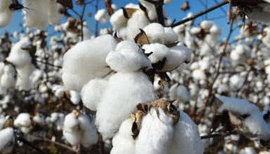 cotton-plant-information