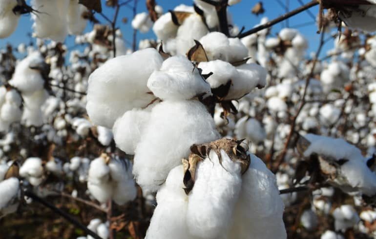 cotton-plant-information