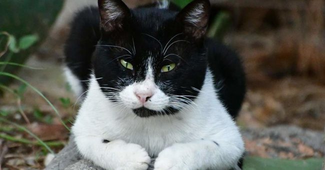 gatos-thumb-large
