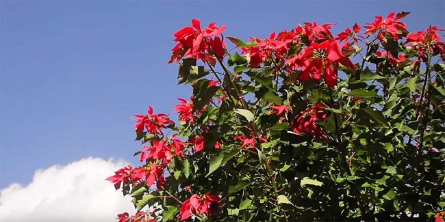 mistikakipou-dekemvrios-alexandrino