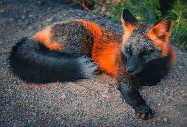 fox_3