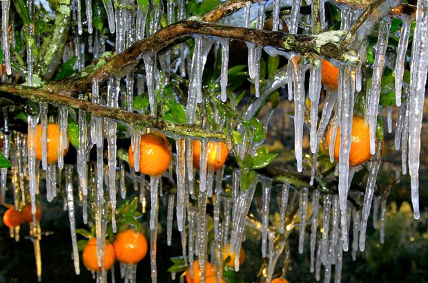 iced-orange-tree