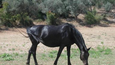 equine-horse-black