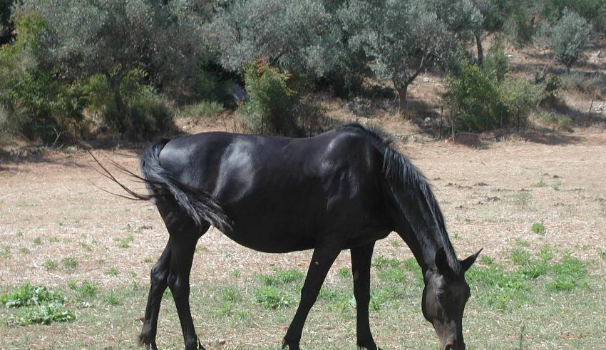 equine-horse-black