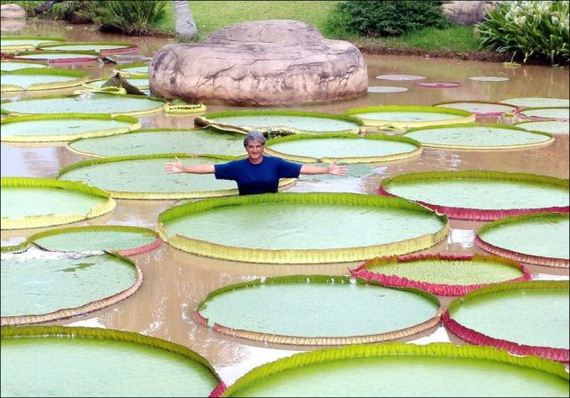 Largest_Water_Lily_1