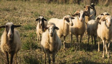 photo_229234357_sheep_greece_0
