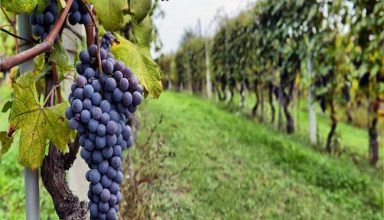 1633957107_0_grapes11