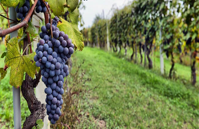 1633957107_0_grapes11