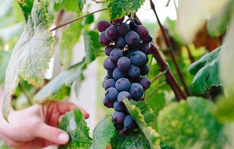 1594798352_0_grapes_1908