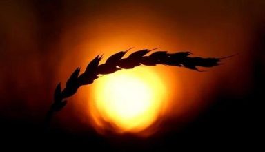 wheat-4