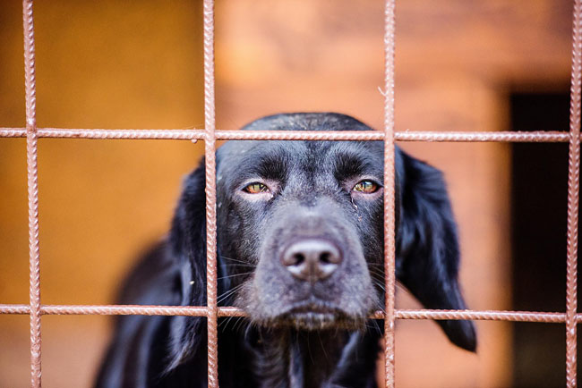 Close up of sad black dog in cage