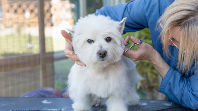 General view of grooming of West Highland White Terrier