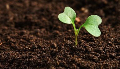 plant2-1536x864