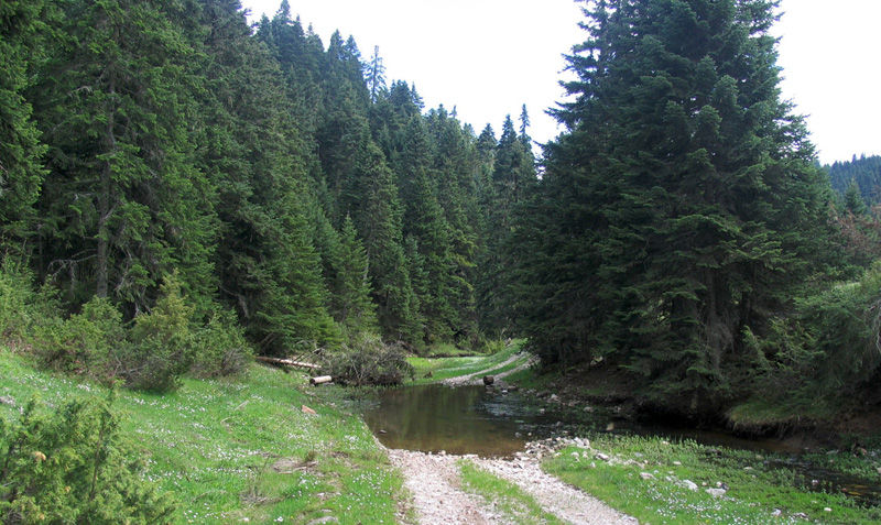 abies_cephalonica_forest_petrouli