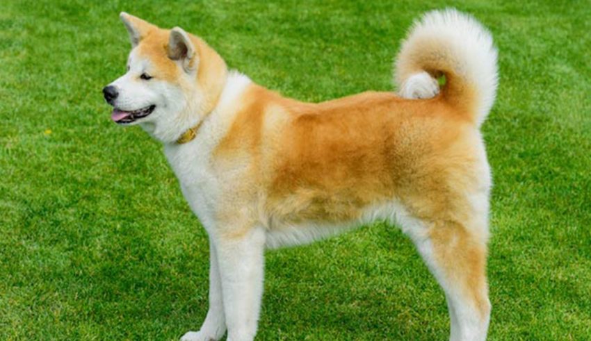 akita-inu-ratsa-skylou