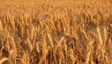 durum1