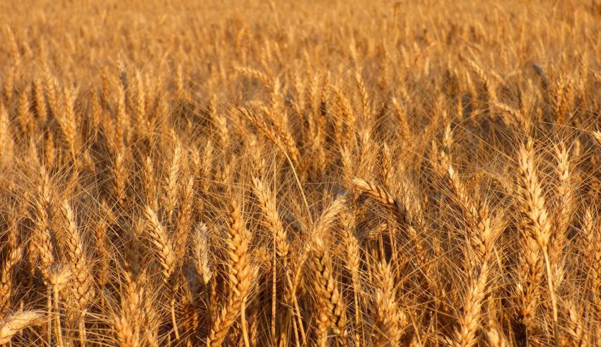 durum1