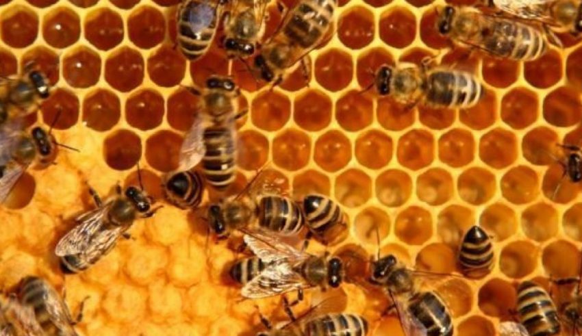 bees1-1038x576