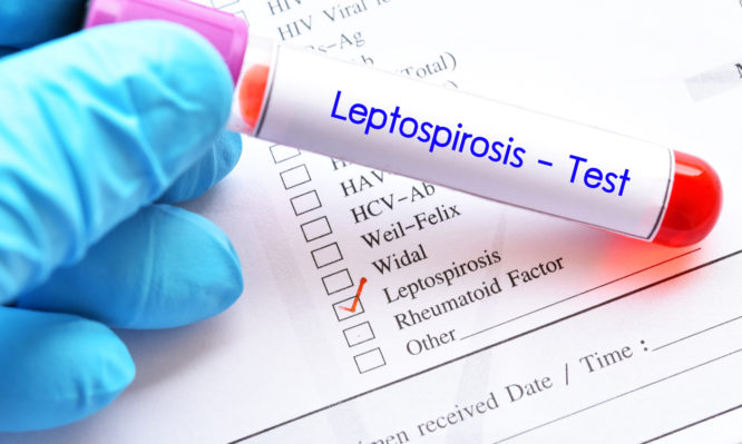 Blood sample tube with laboratory requisition form for Leptospirosis test